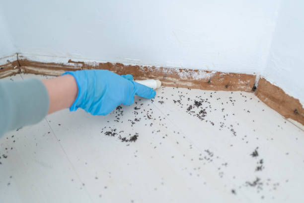 Best Termite Control Services  in Milbank, SD